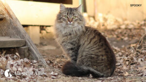 Alley Cat Allies and Animal Rescue League of Iowa Partner to Provide Critical Trap-Neuter-Return Support and Cat Food to Des Moines Area Caregivers