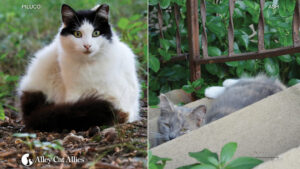 Ash’s Law: Maryland Poised to Enact Landmark Protections for Community Cats and Trap-Neuter-Return Programs