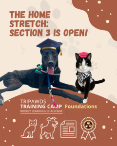 Tripawds Foundations Course Enters Final Phase Focusing on Long-Term Wellness and Lifelong Care for Three-Legged Pets