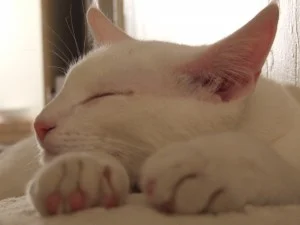 Unseen Repeal Jeopardizes Pet Food Safety Standards, Reviving Concerns from 2007 Crisis