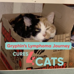 A Veterinarian’s Personal Journey: Gryphin’s Battle with Feline Nasal Lymphoma Highlights Advanced Cancer Care Options