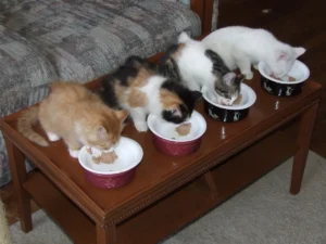 AAFCO Meeting Begins Thursday, August 10, 2017, Setting Stage for Critical Pet Food Labeling and Ingredient Debates