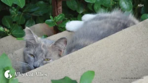 Ash’s Law Advances in Maryland as Alley Cat Allies Continues Fierce Defense of Puerto Rico’s Community Cats