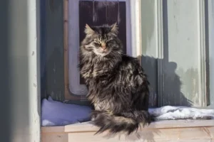 Essential Winter Survival Strategies for Community and Feral Cat Populations