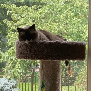 EveryCat Health Foundation Launches "Springing into Action" Campaign, Unveiling The O’Malley Fund for Diabetes and Endocrinopathies