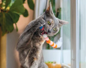 Five-star-rated cat toys your cat will go crazy for