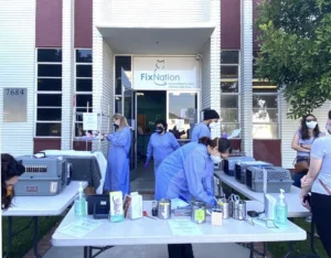 From Survival Under a Food Truck to a Forever Home The Story of Cricket and the Ongoing Feline Crisis in Los Angeles