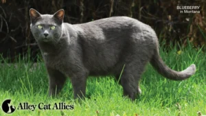 Hardin, Montana City Council Debates Controversial Gas Chamber Proposal for Community Cats Amidst Legal and Ethical Opposition