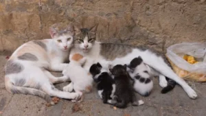 Los Angeles Advances Citywide Cat Program with Release of Final Environmental Impact Report to End Longstanding TNR Injunction