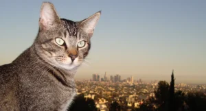 Los Angeles Moves Toward Reinstating Citywide Trap-Neuter-Return Program Following Decade-Long Legal Battle and Environmental Review