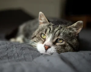 Navigating the Sunset Years: Expert Guidance for Supporting Your Feline Companion Through End-of-Life