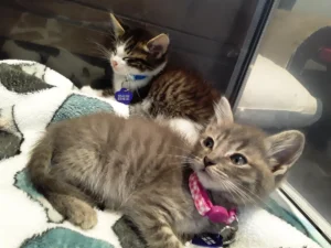 Northridge TNR Operation Successfully Manages Massive Feral Cat Colony Discovery