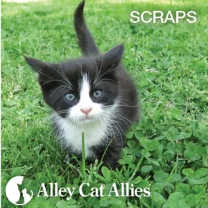 Spring’s Renewal: Rescued Cats and Kittens Find Hope and New Beginnings