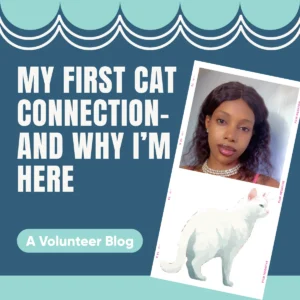 The Tragic Passing of Anna: A Catalyst for Enhanced Feline Welfare Advocacy