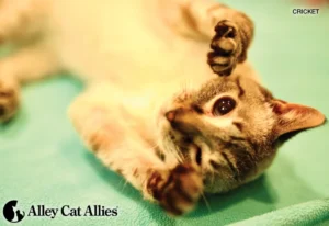 The World of Cats Transformed: Urgent Rescues and Lifesaving Care Highlighted by Alley Cat Allies