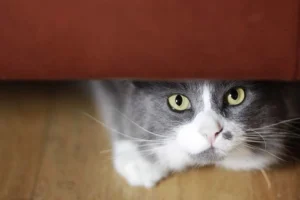 Understanding the Emotional Mirror How Human Stress Impacts Feline Behavior and Well-being