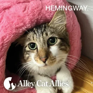 Helping A Hemingway Cat Heal