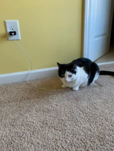 Feline Fascination with Charging Cables: An Emerging Phenomenon in Domestic Pet Behavior