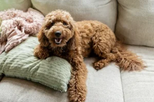 The complimentary online Doodle summit with experts on dog behaviour.