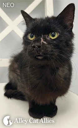 Alley Cat Allies Celebrates Rescued Felines: Stories of Resilience and Recovery from the 2026 Summer Newsletter