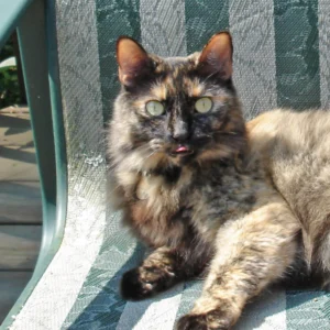 Navigating the Complexities of Feline Chronic Kidney Disease: A Comprehensive Look at Savannah’s Journey and Advances in Veterinary Care