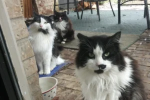 Survival of the Austin Kitties How Spot Frodo and Benedict Survived the Polar Vortex of 2021