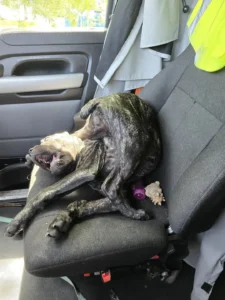 The Global Phenomenon of "IKEA Pets": An Examination of Online Humor and Animal Quirks