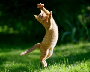 Why Do Cats (Almost) Always Land on Their Feet? The Amazing Physics of a Perfect Landing